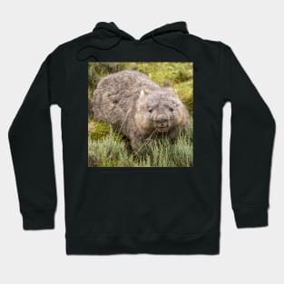 Happy Wombat, Cradle Mountain Tasmania (square) Hoodie